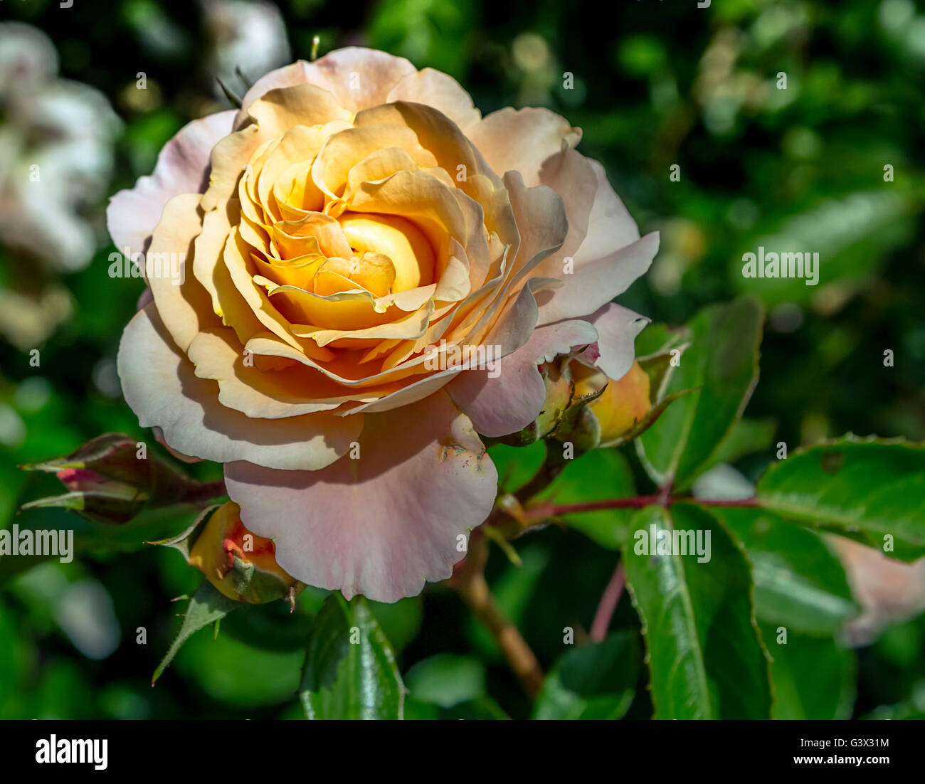Peach Rose Stock Photo