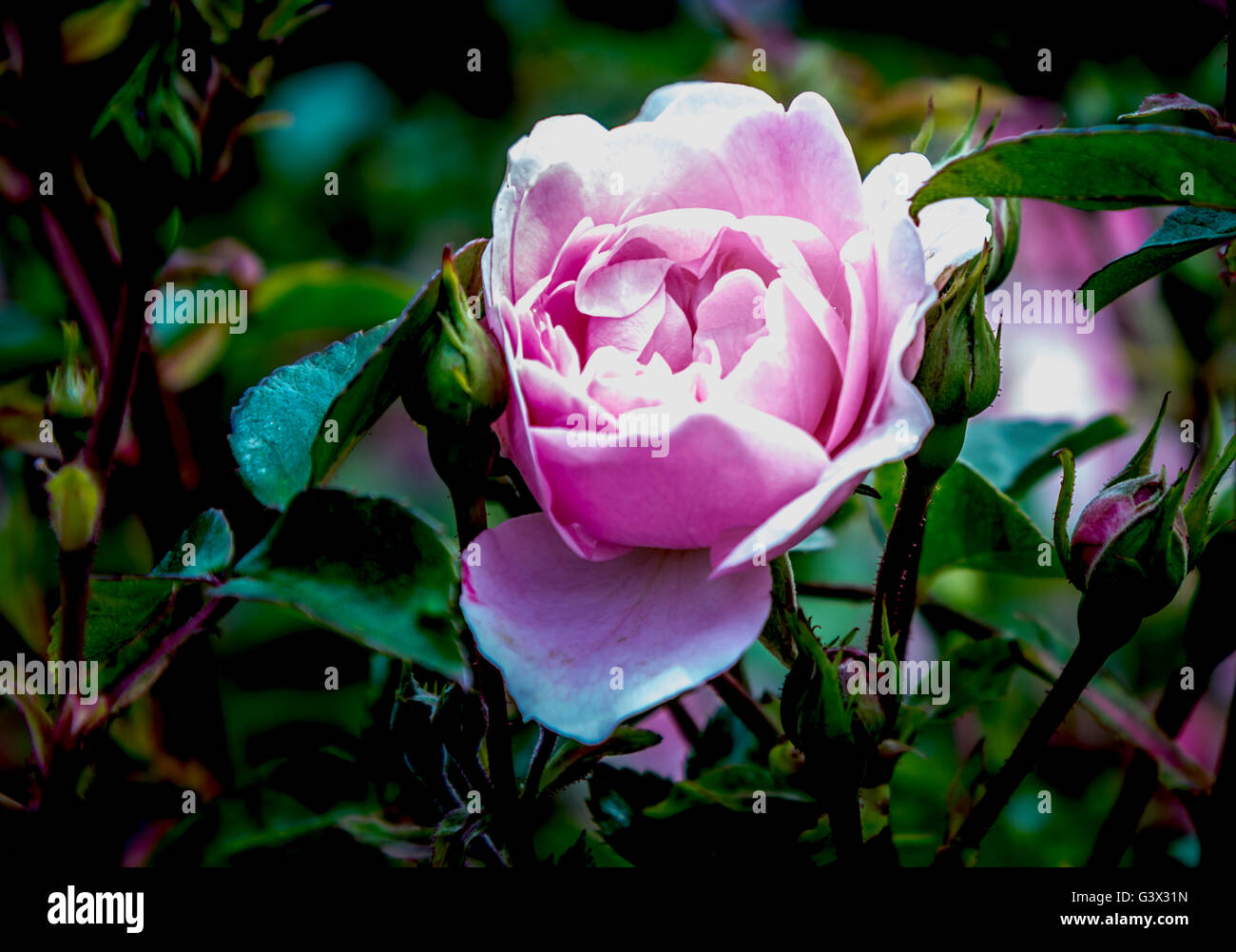 Pink rose symbolizing gentility, femininity, elegance and refinement, it also carries additional meanings depending on its hue, Stock Photo