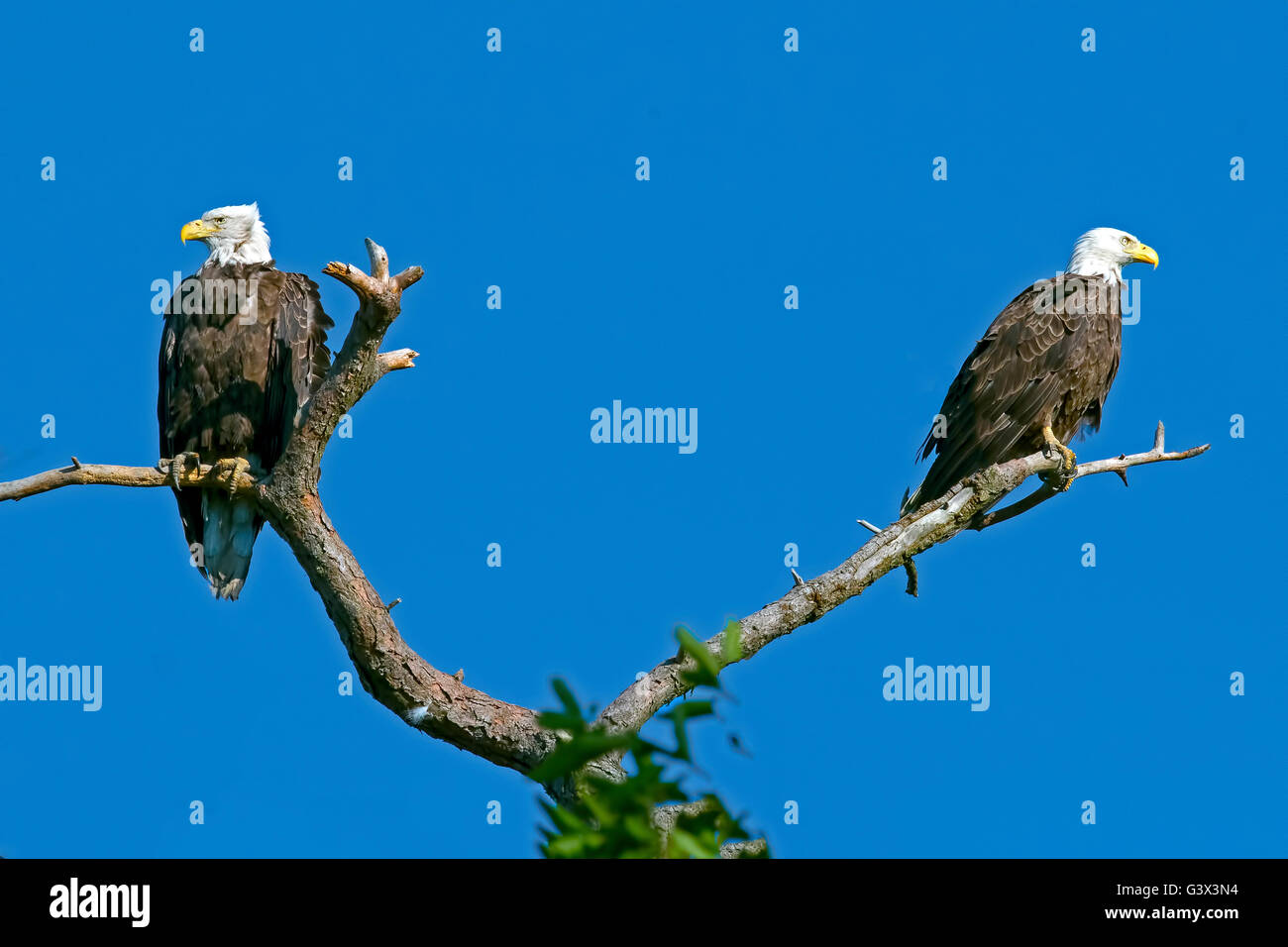 Pair of Bald Eagles in tree Stock Photo