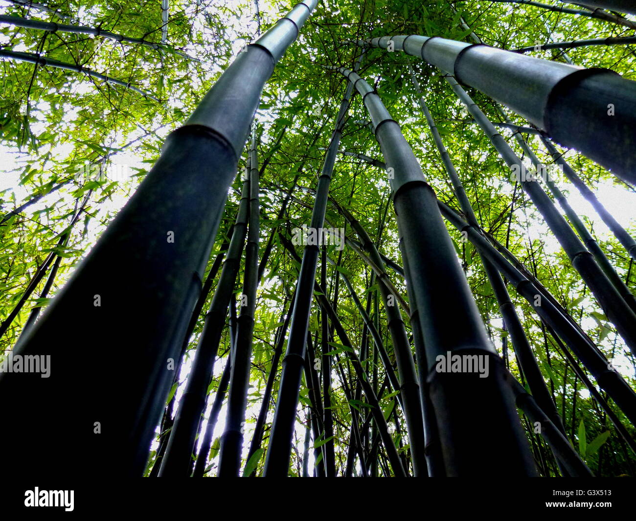 Black bamboo in Park,Vancouver BC 2 Stock Photo