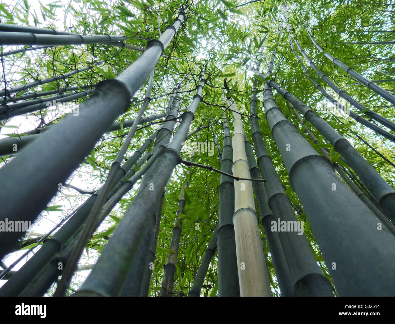 Black bamboo in Park,Vancouver BC Stock Photo