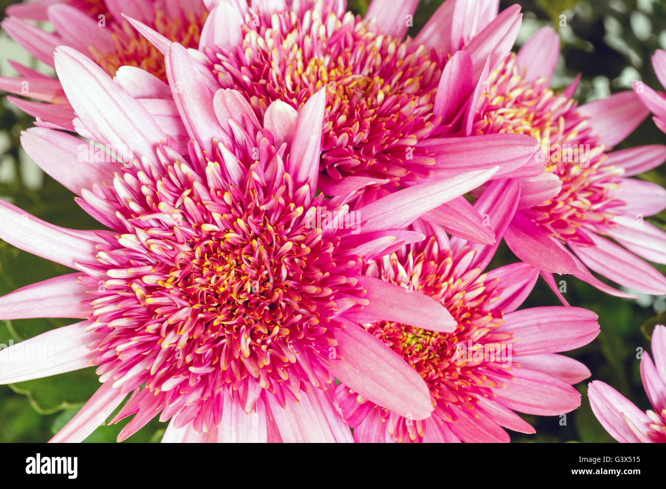 Closeup flower plant bouquet hi-res stock photography and images - Alamy