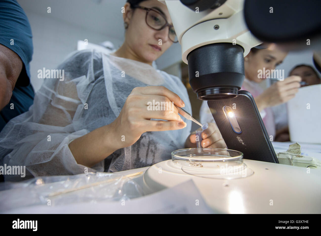 Entomologists check out  mosquitos using a  microscope to be tested for Zika virus, Natal city, Brazil. Stock Photo
