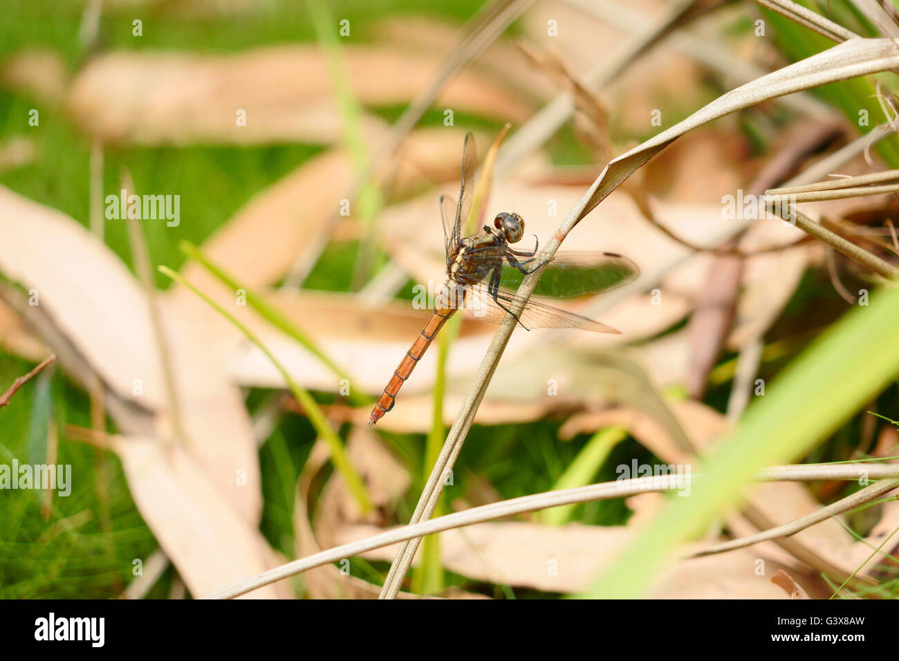 Orange Dragonfly landing very close. Stock Photo