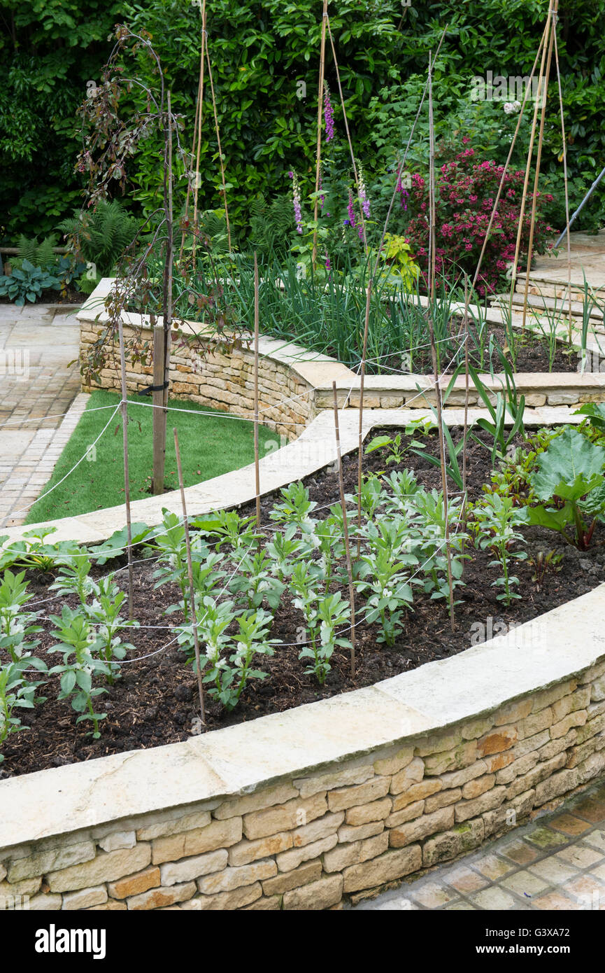 Curved raised vegetable beds in an english cottage garden. Ashton Under