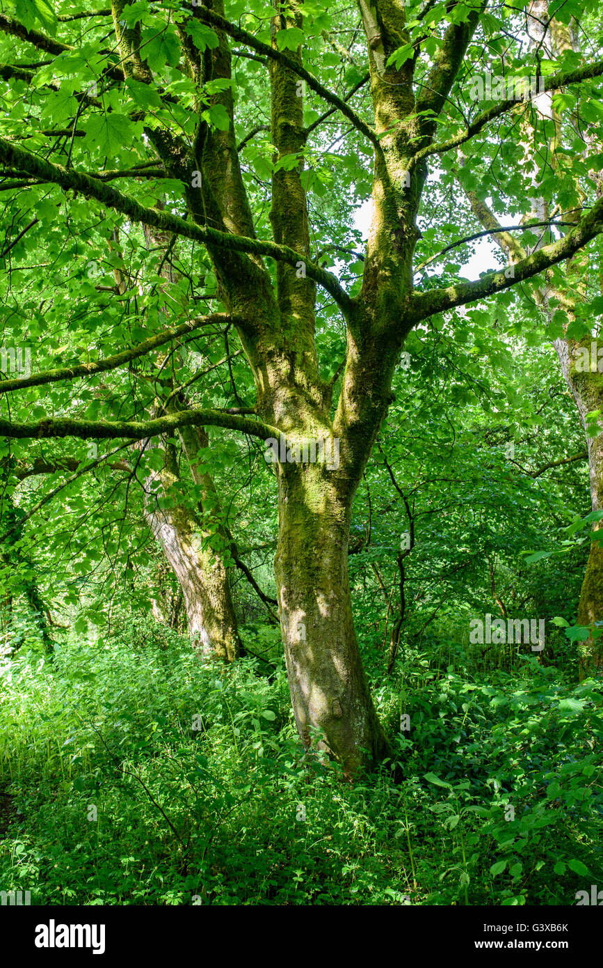 Trees bathed in dappled sunlight in a woodland at Brock Bottom Nature Reserve near Preston, Lancashire Stock Photo
