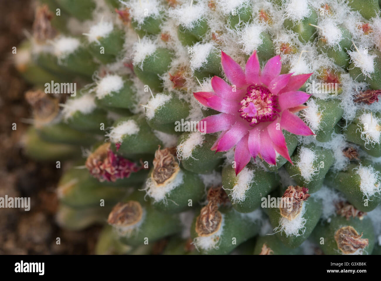 Abstract details of a Mammillaria Geminispina cactus plant with a single  light pink blooming flower Stock Photo