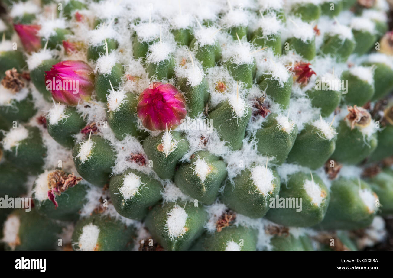 Abstract details of a Mammillaria Geminispina cactus plant with a single  light pink flower ready to bloom. Stock Photo