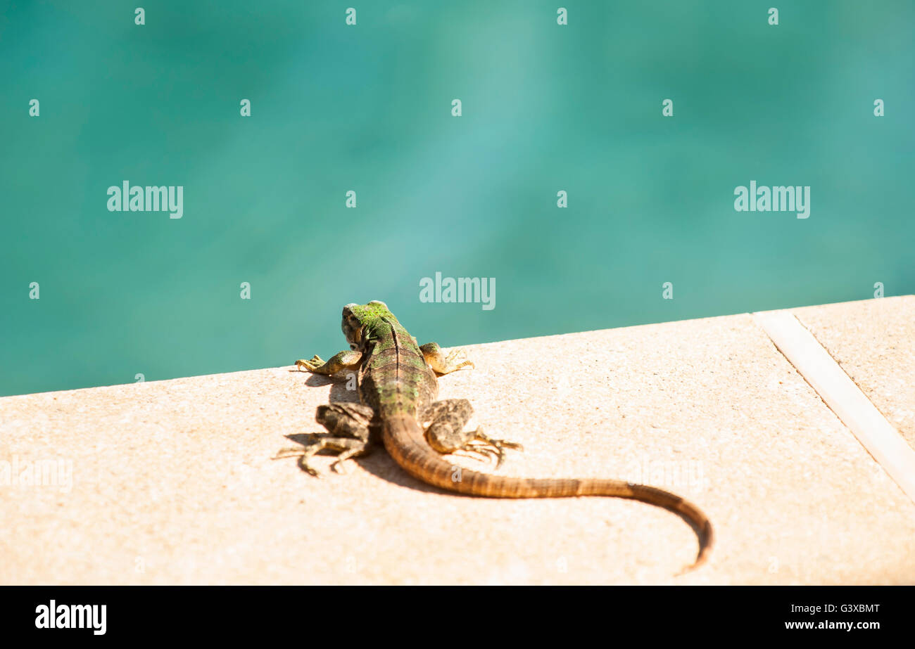 A young black spiny-tailed iguana suns himself at the edge of the swimming pool Stock Photo
