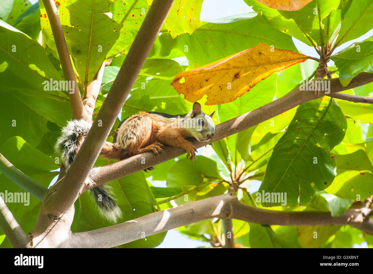 Variegated Tree Squirrel relaxes on a branch in an almond tree Stock Photo