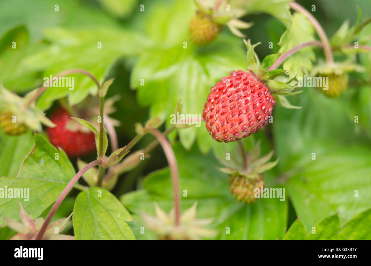 Red and ripe strawberry grows on background green sheet Stock Photo - Alamy