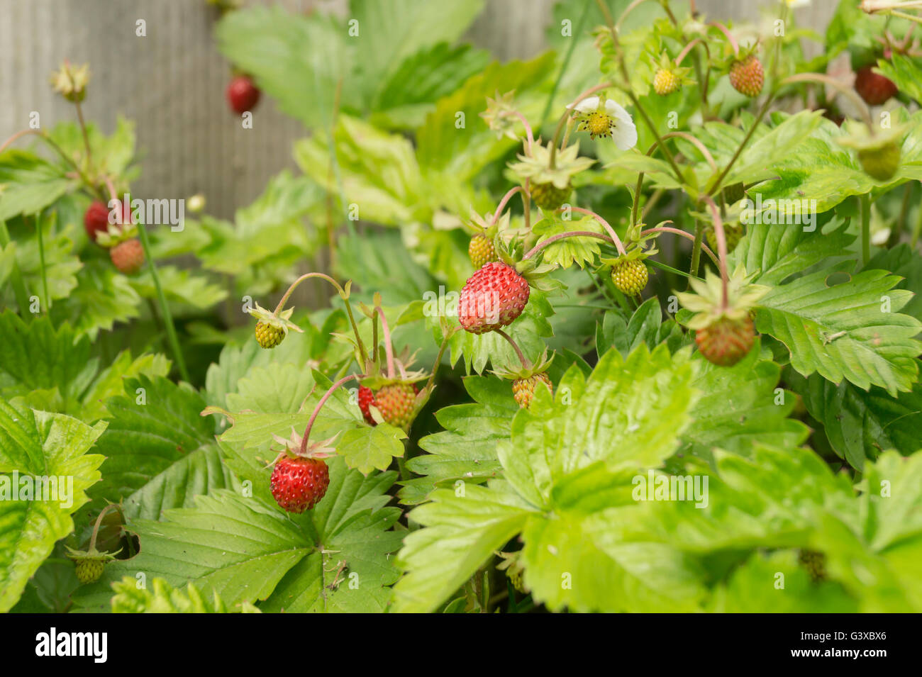 Red and ripe strawberry grows on background green sheet Stock Photo - Alamy