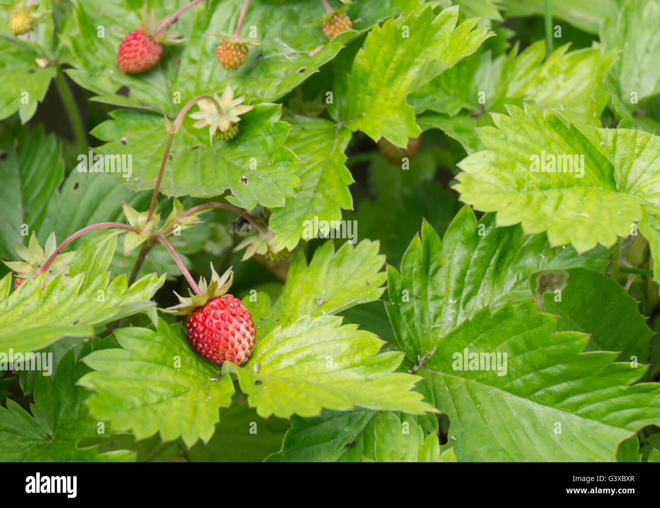 Red and ripe strawberry grows on background green sheet Stock Photo - Alamy