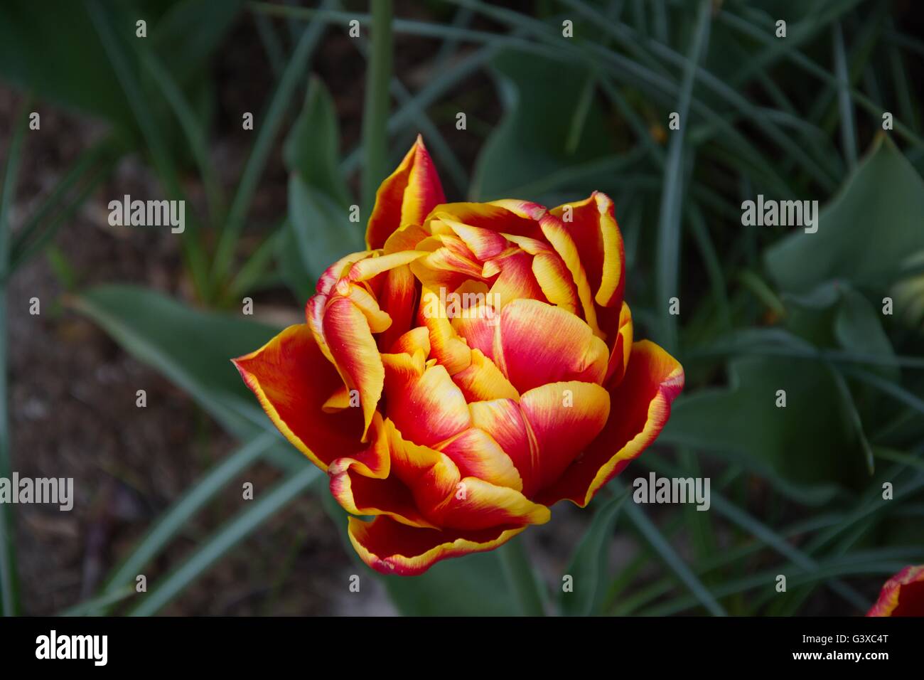 Fiery colored tulip Stock Photo