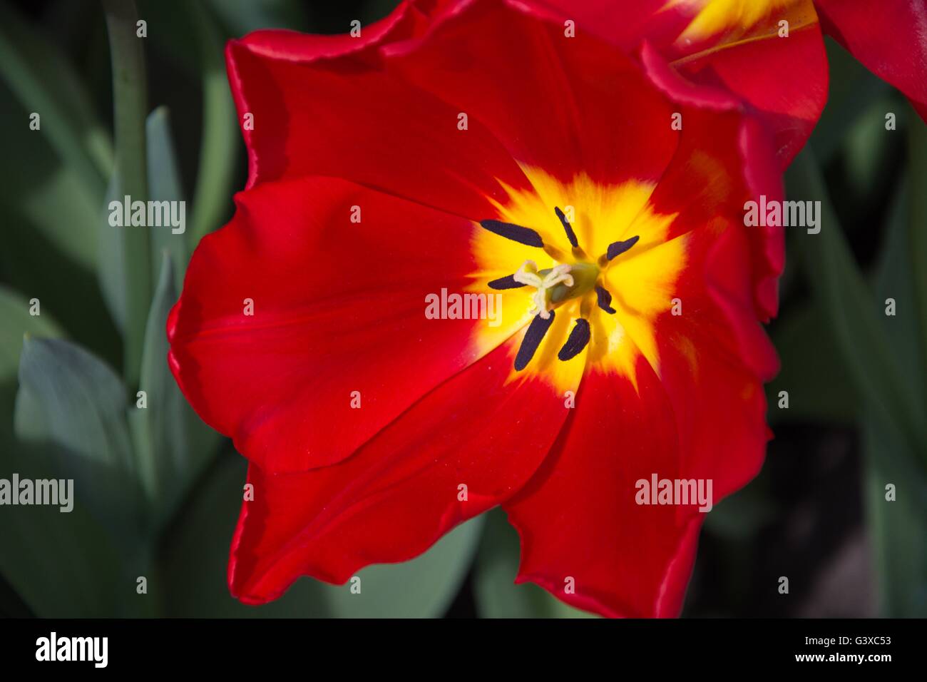 Crimson red tulip flower Stock Photo