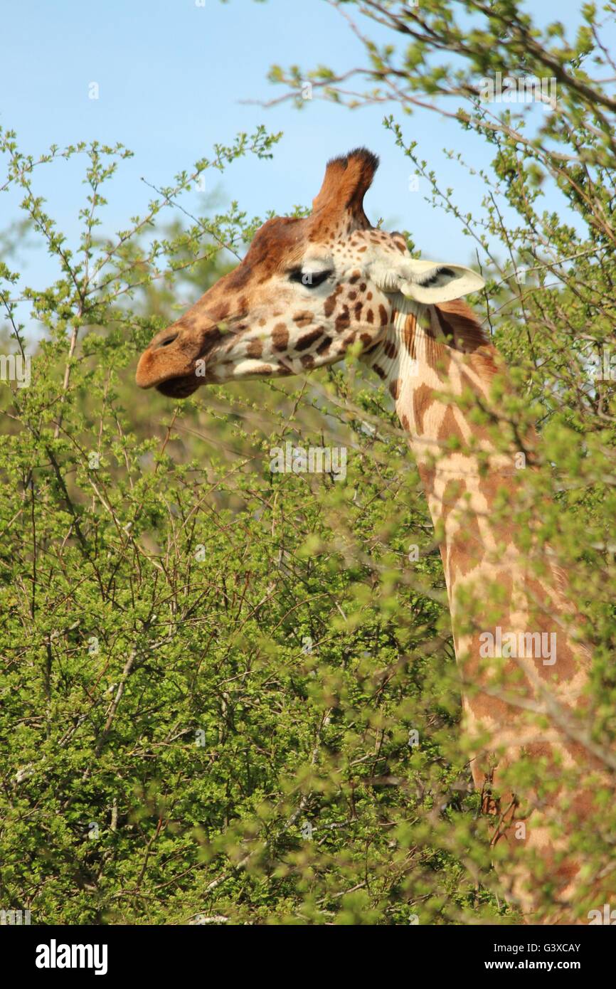 Giraffe perking her head up through the trees Stock Photo