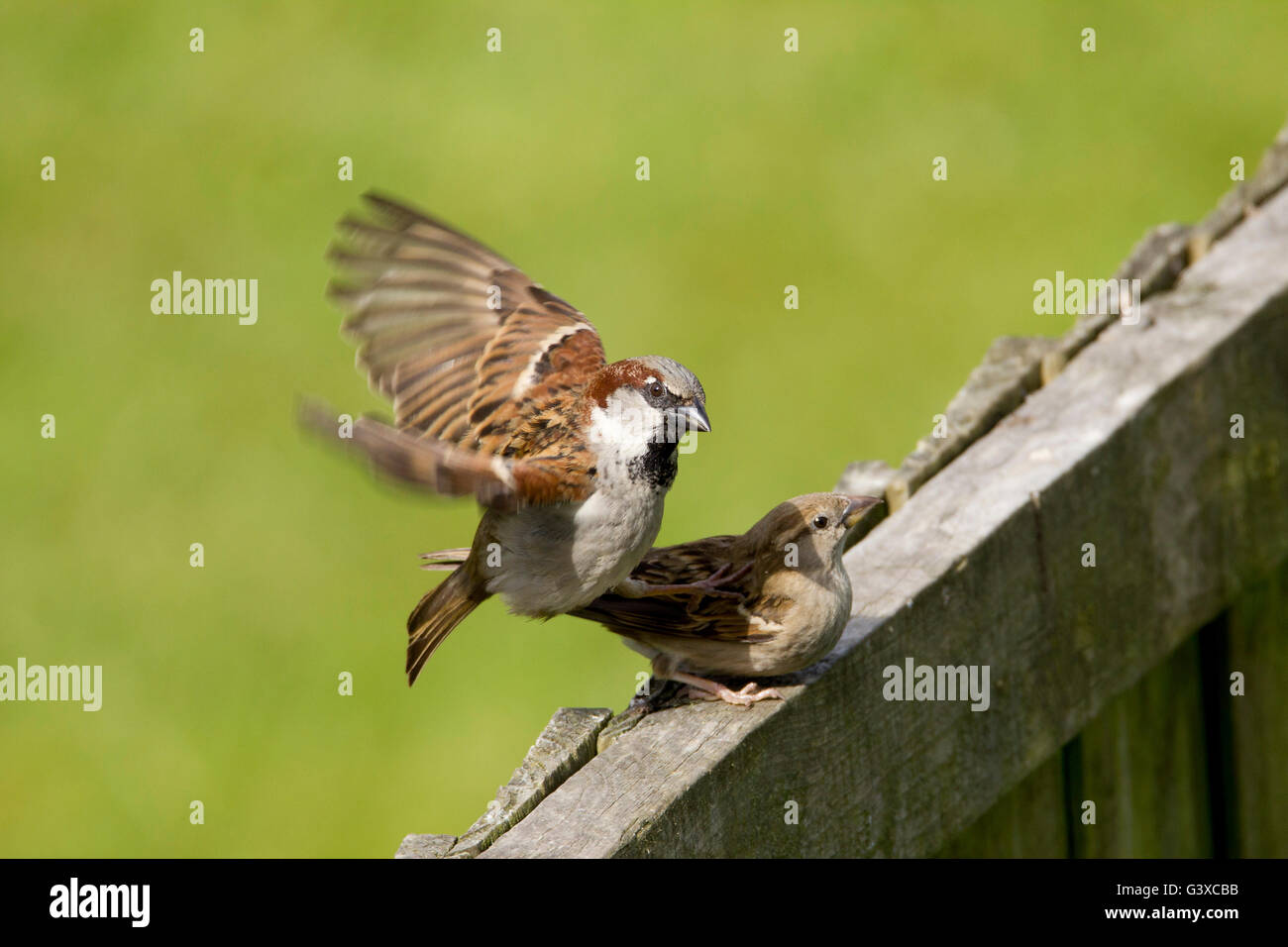 House sparrows mating Stock Photo - Alamy