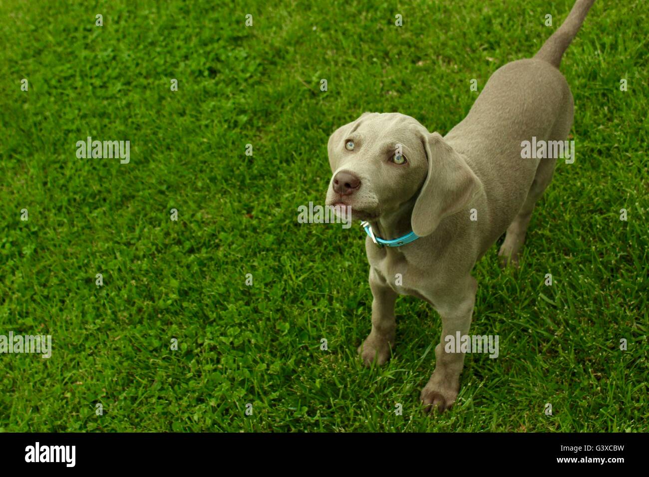 Cute Puppy German Weimaraner staring up at you Stock Photo