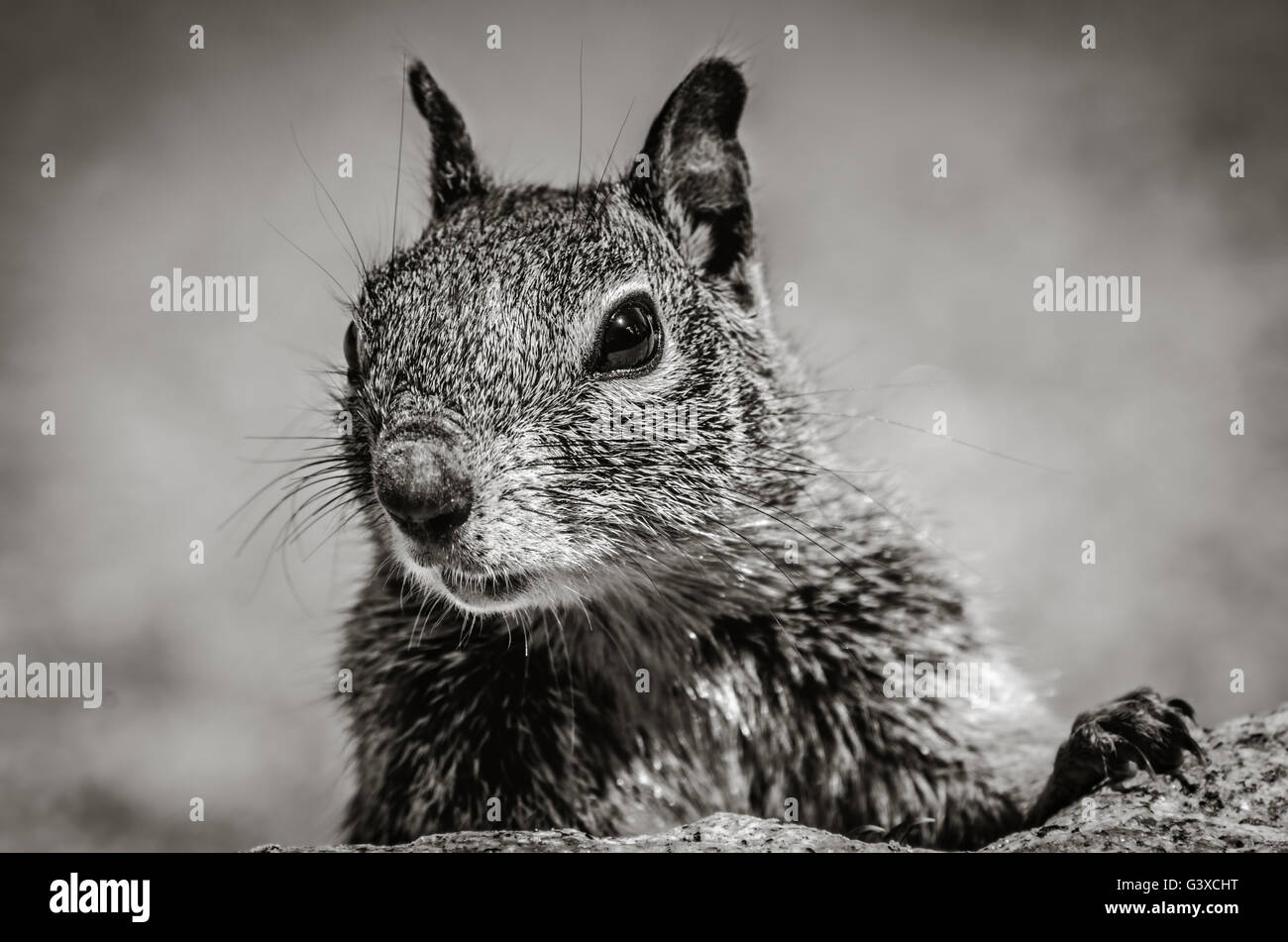 Original Portraits or a squirrel in Yosemite National Park, USA Stock Photo