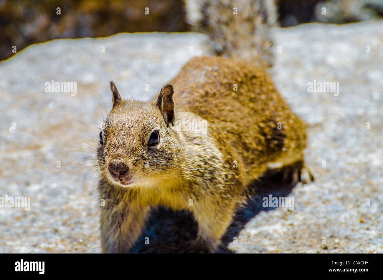 Original Portraits or a squirrel in Yosemite National Park, USA Stock Photo