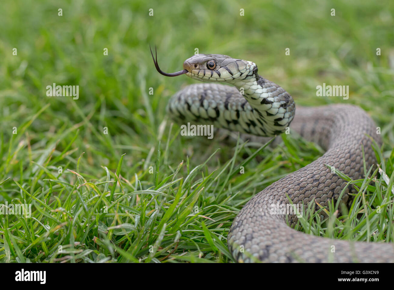 grass snake natrix natrix photographed in Sussex England spring 2015 Stock Photo
