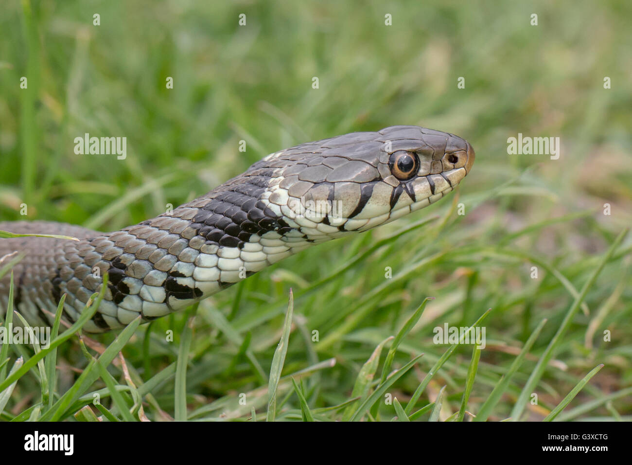 grass snake natrix natrix photographed in Sussex England spring 2015 Stock Photo Alamy