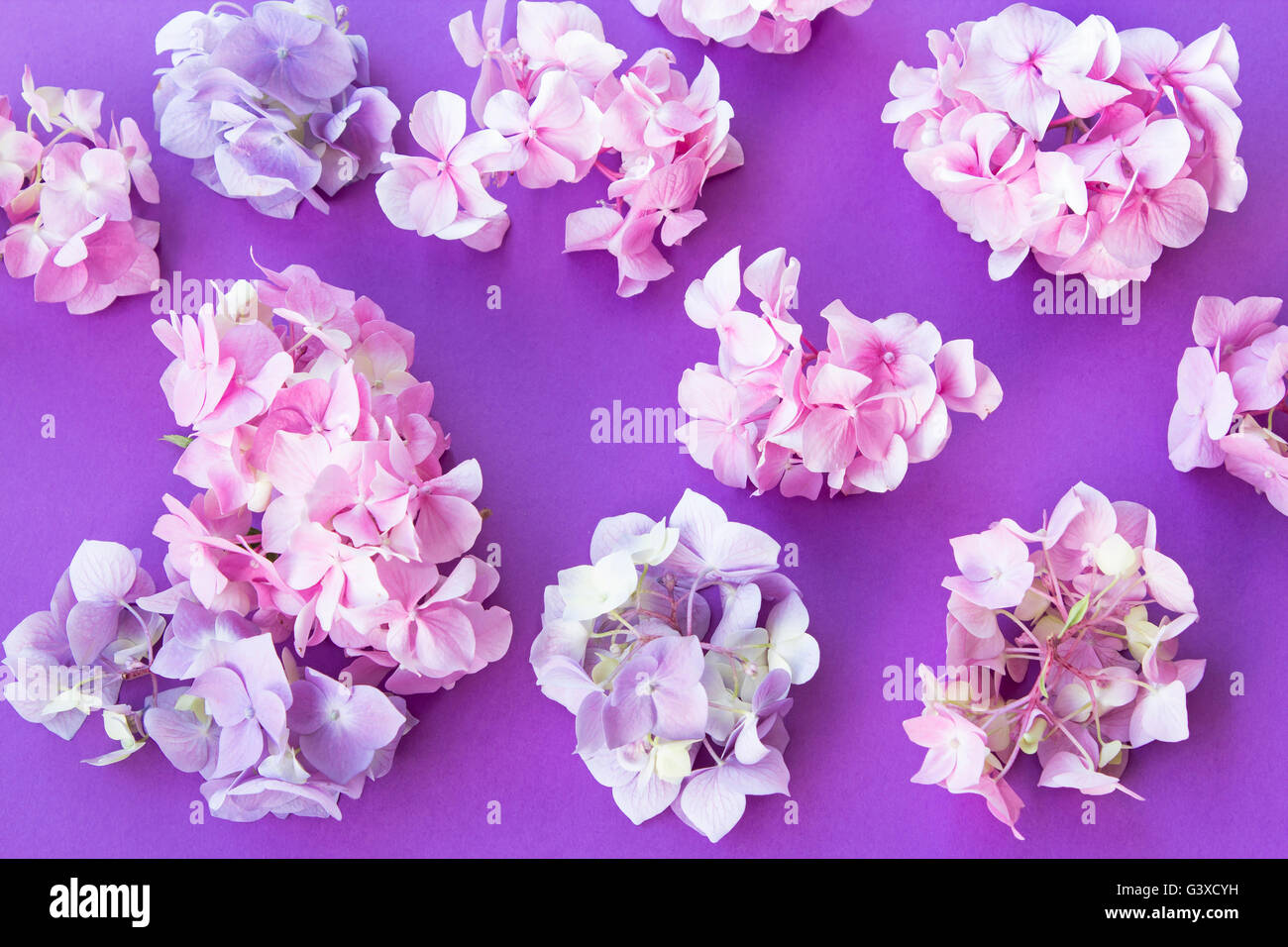 Hydrangea Flowers on a Purple Background Stock Photo - Alamy
