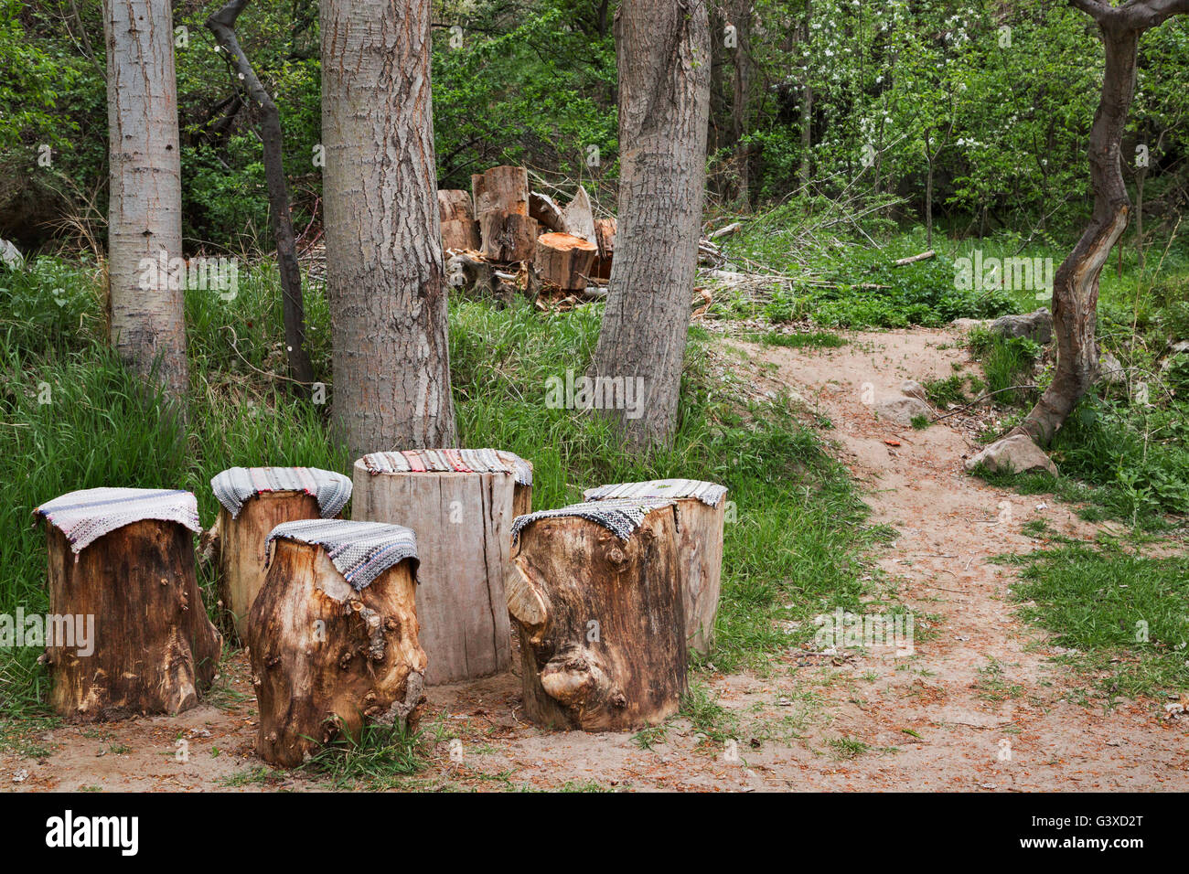 Tree trunks, Turkey Stock Photo