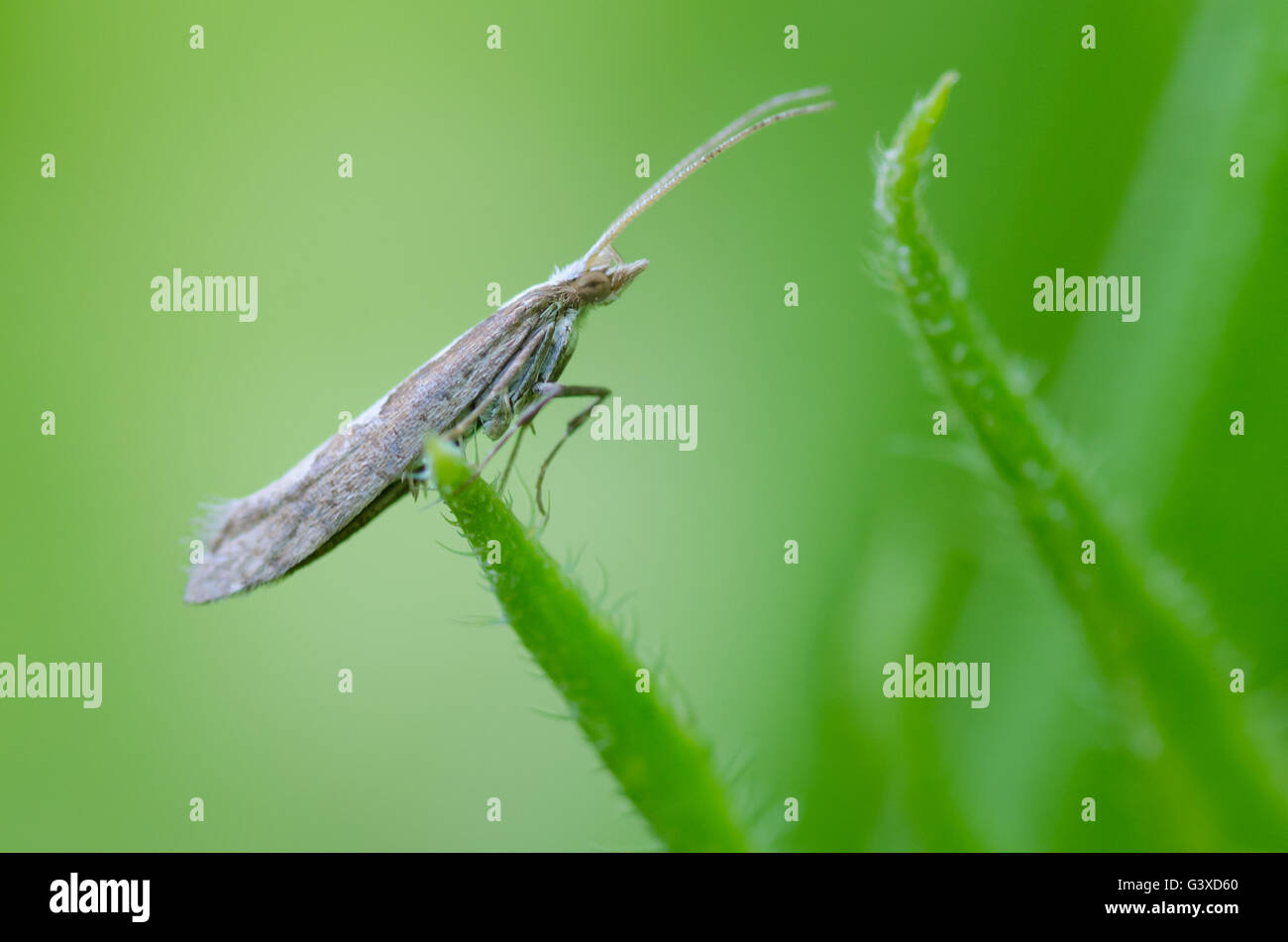 Diamond-back moth (Plutella xylostella). Migratory insect in the family Plutellidae, known as a pest of vegetable crops Stock Photo