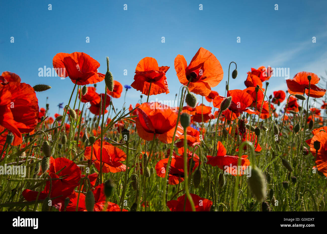 Field of Poppies on an island of Saaremaa, Estonia Stock Photo