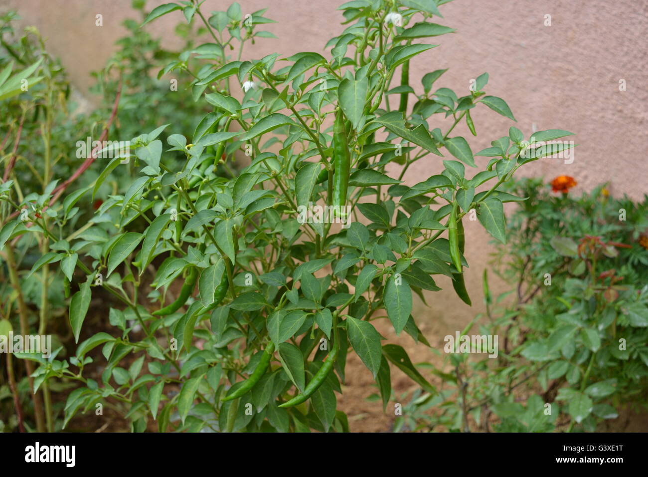 Chillies Plant High Resolution Stock Photography and Images - Alamy