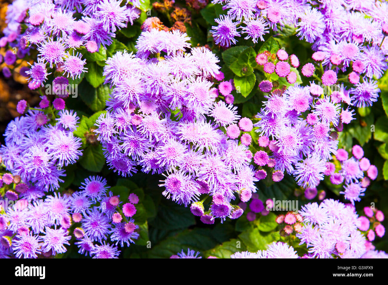 Ageratum purple Stock Photo