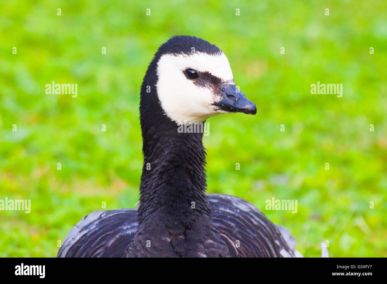 Head of a Barnacle Goose Stock Photo