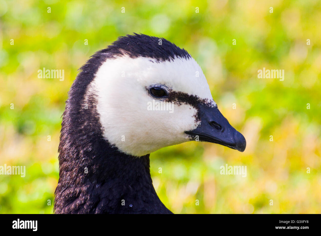 Head of a Barnacle Goose Stock Photo