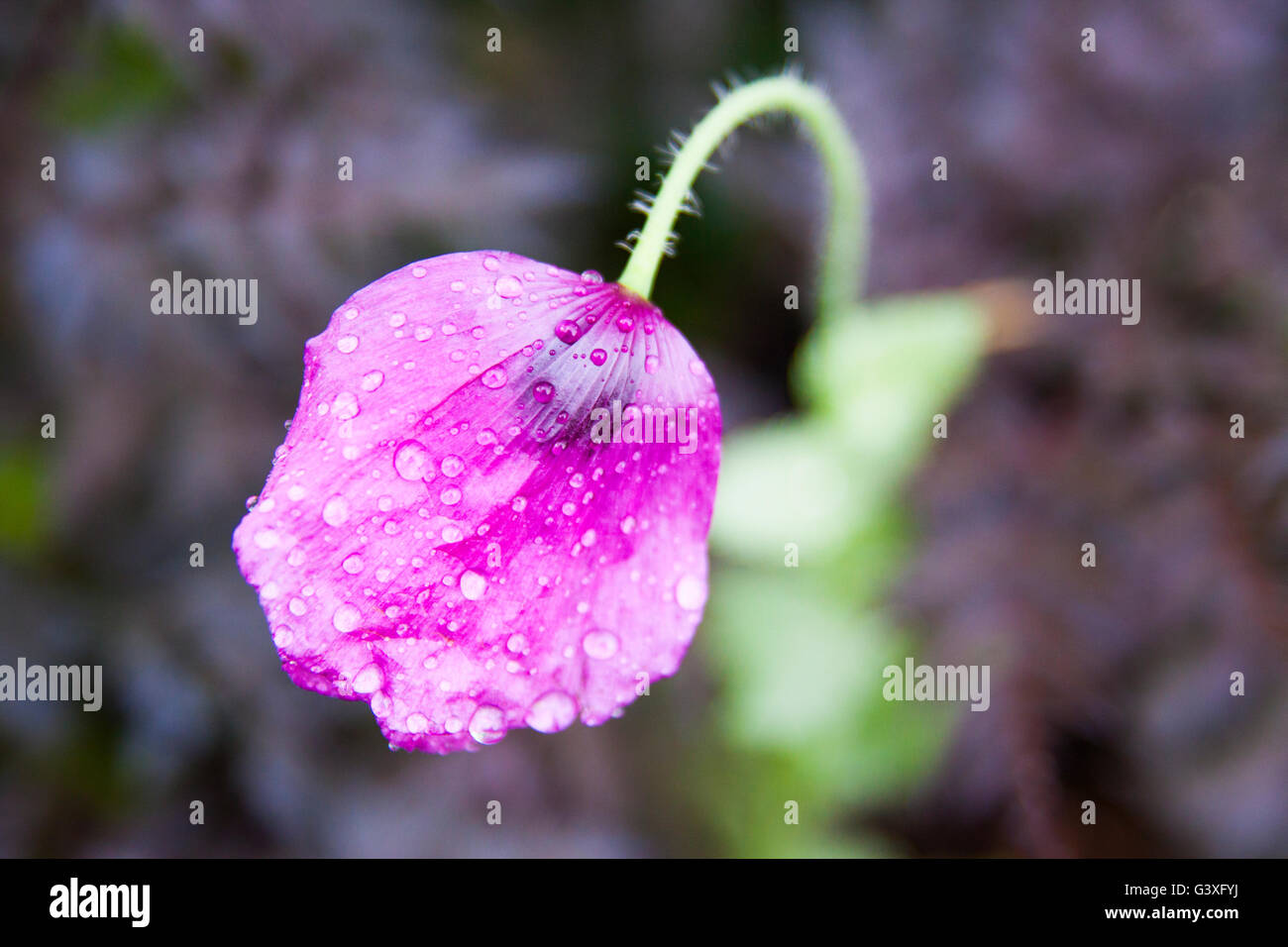 Purple poppies Stock Photo