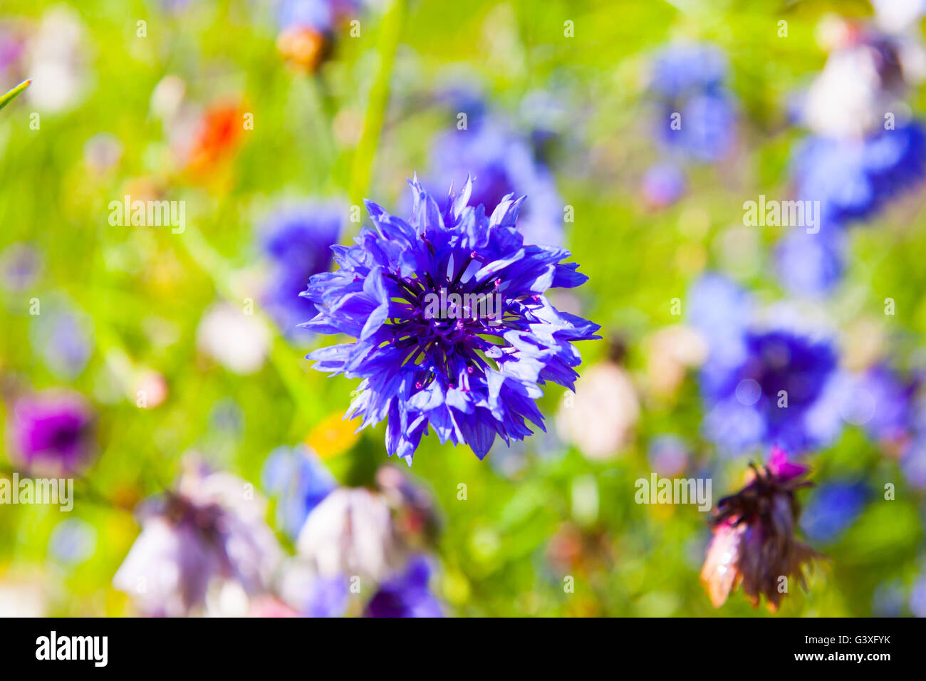 Purple Cornflower Stock Photo