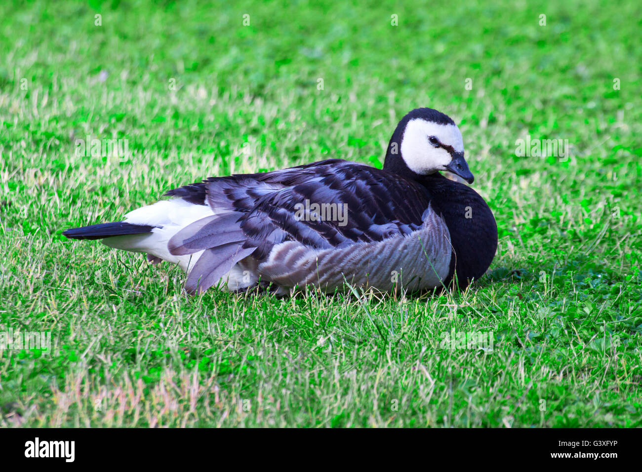 Barnacle Goose is on the meadow Stock Photo