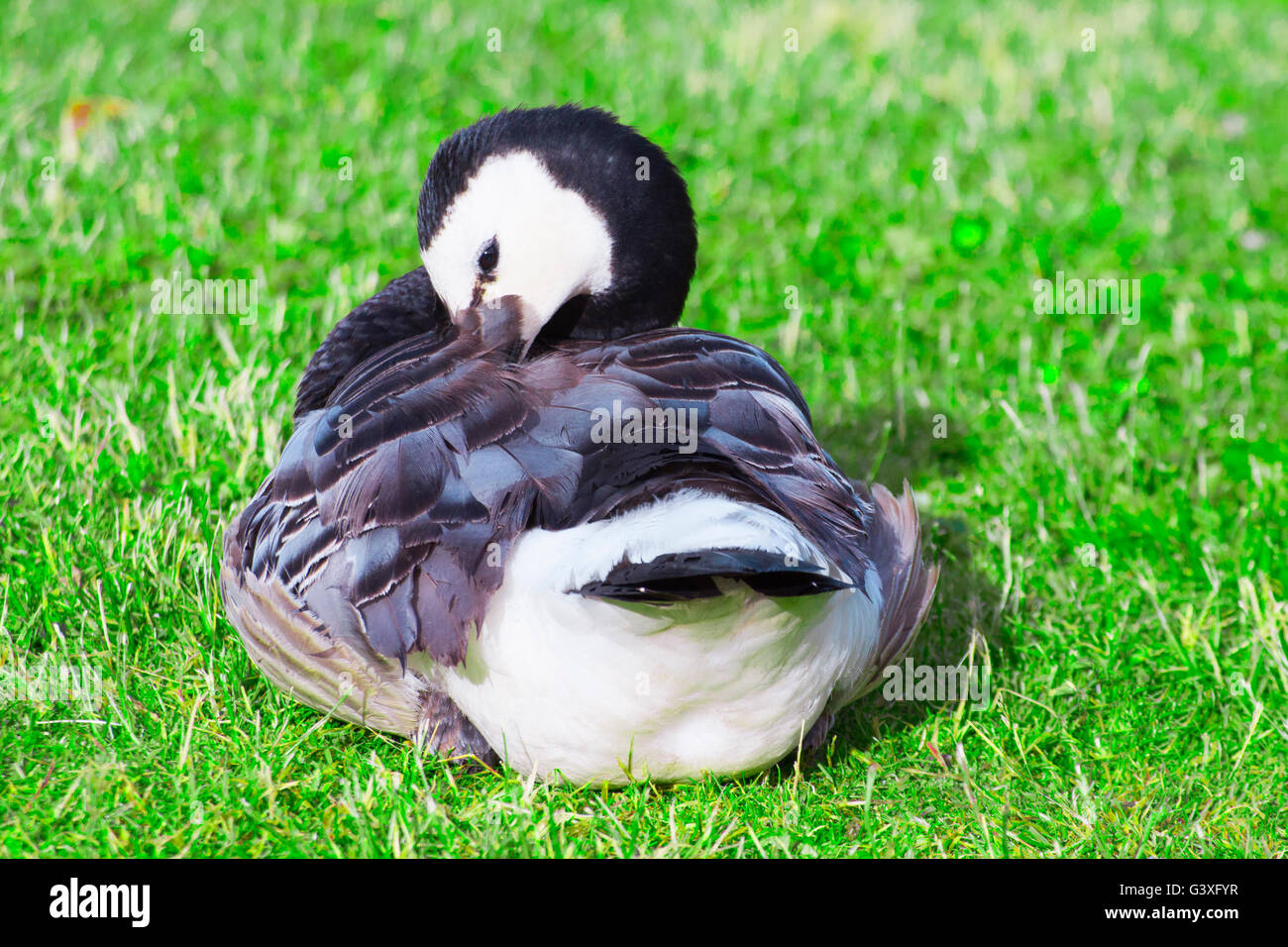 Barnacle Goose dressing their feathers Stock Photo