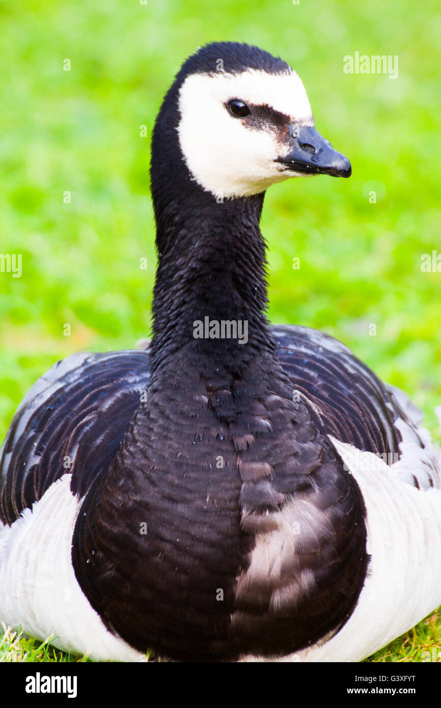 barnacle goose Stock Photo