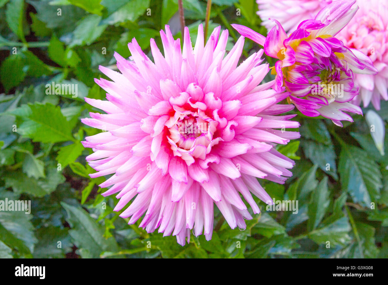 Dahlia meadow hires stock photography and images Alamy