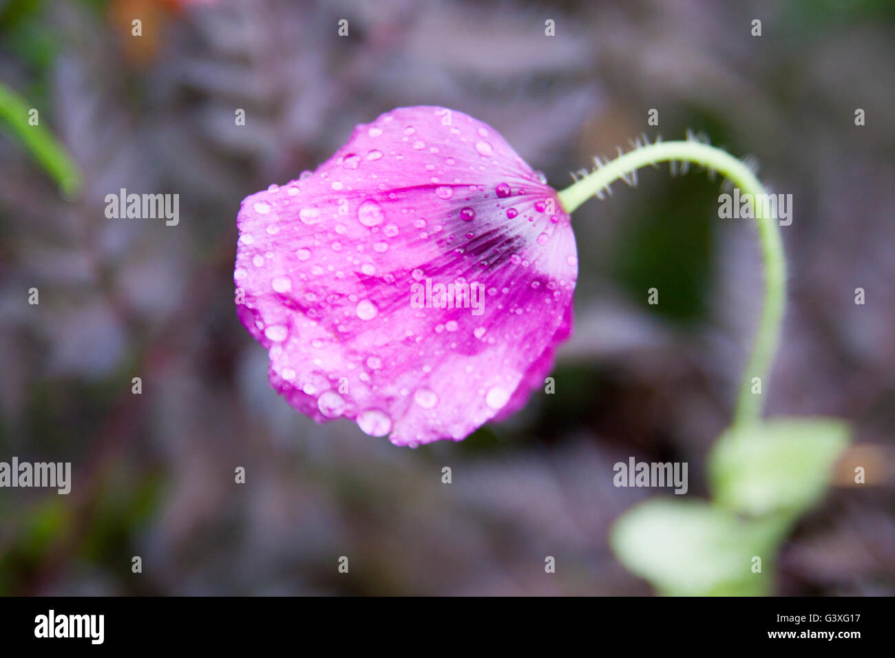 violet poppy Stock Photo