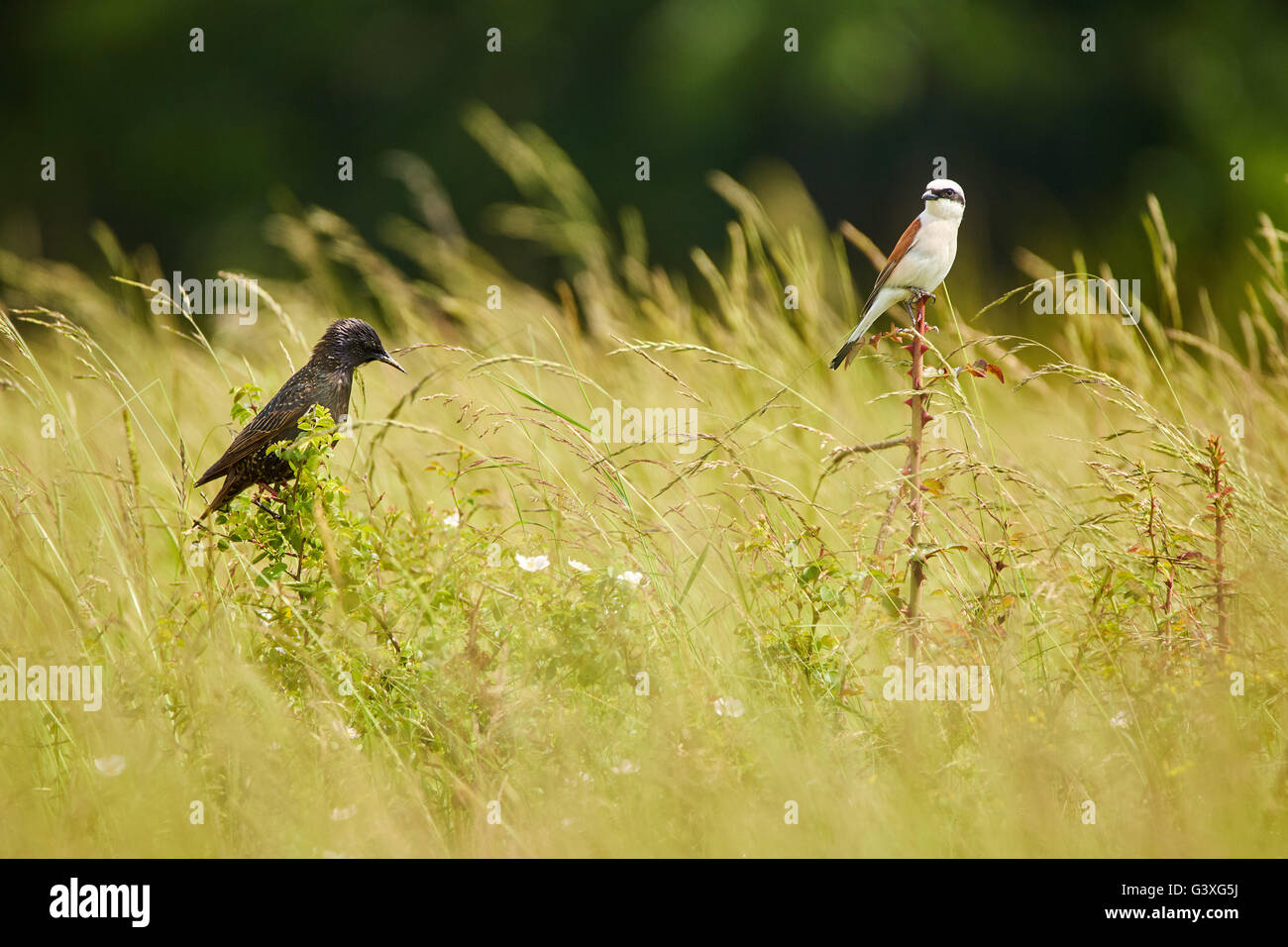 A common starling and a red backed shrike in the grass Stock Photo