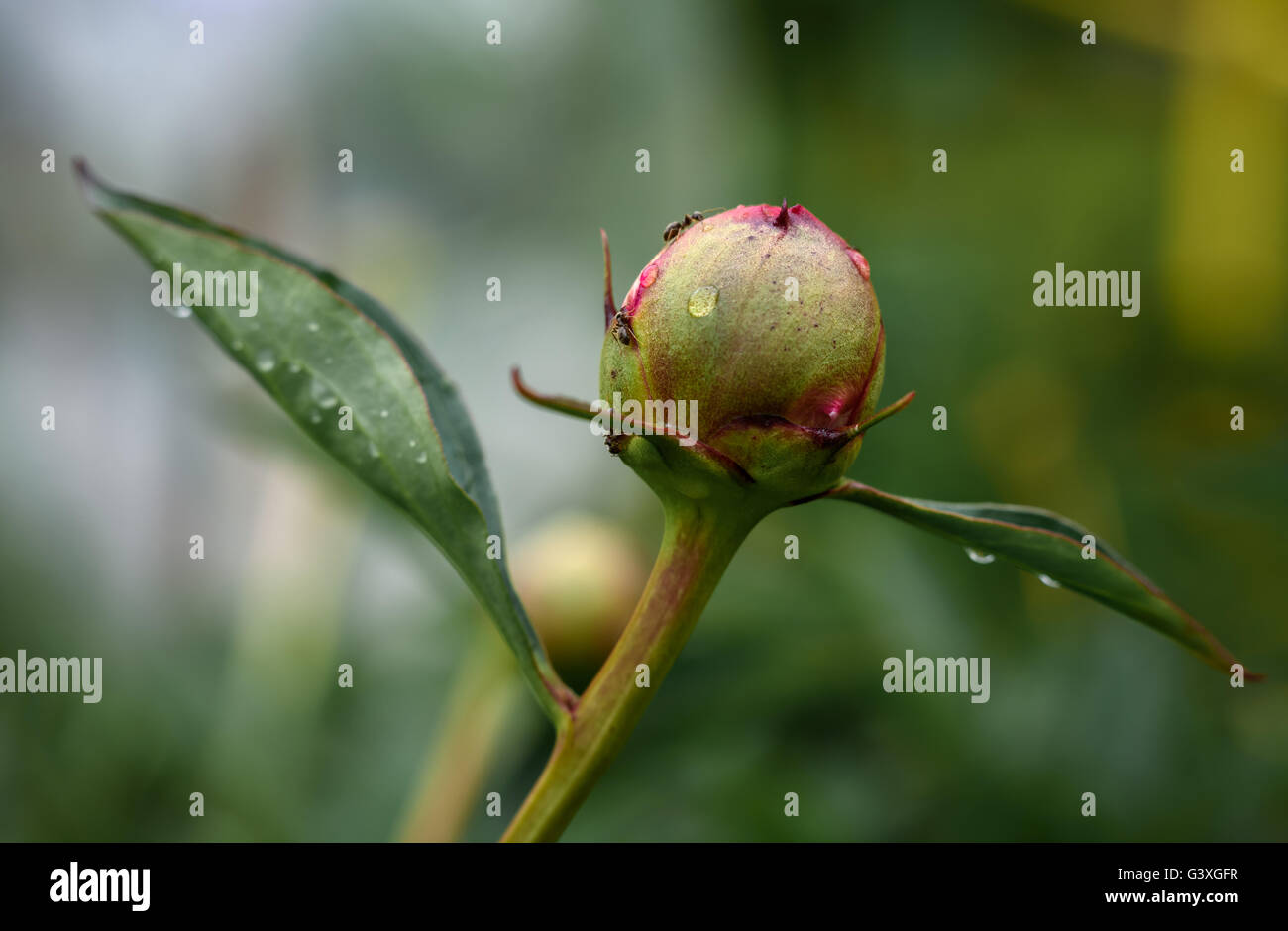Ants crawling on a peony bud in the springafter the rain Stock Photo