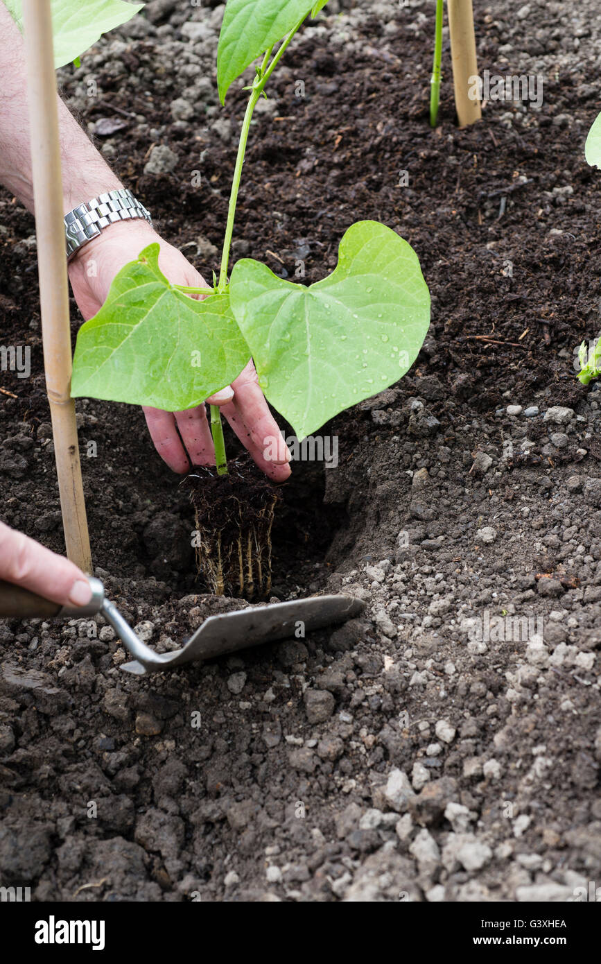 Borlotti beans grow hires stock photography and images Alamy