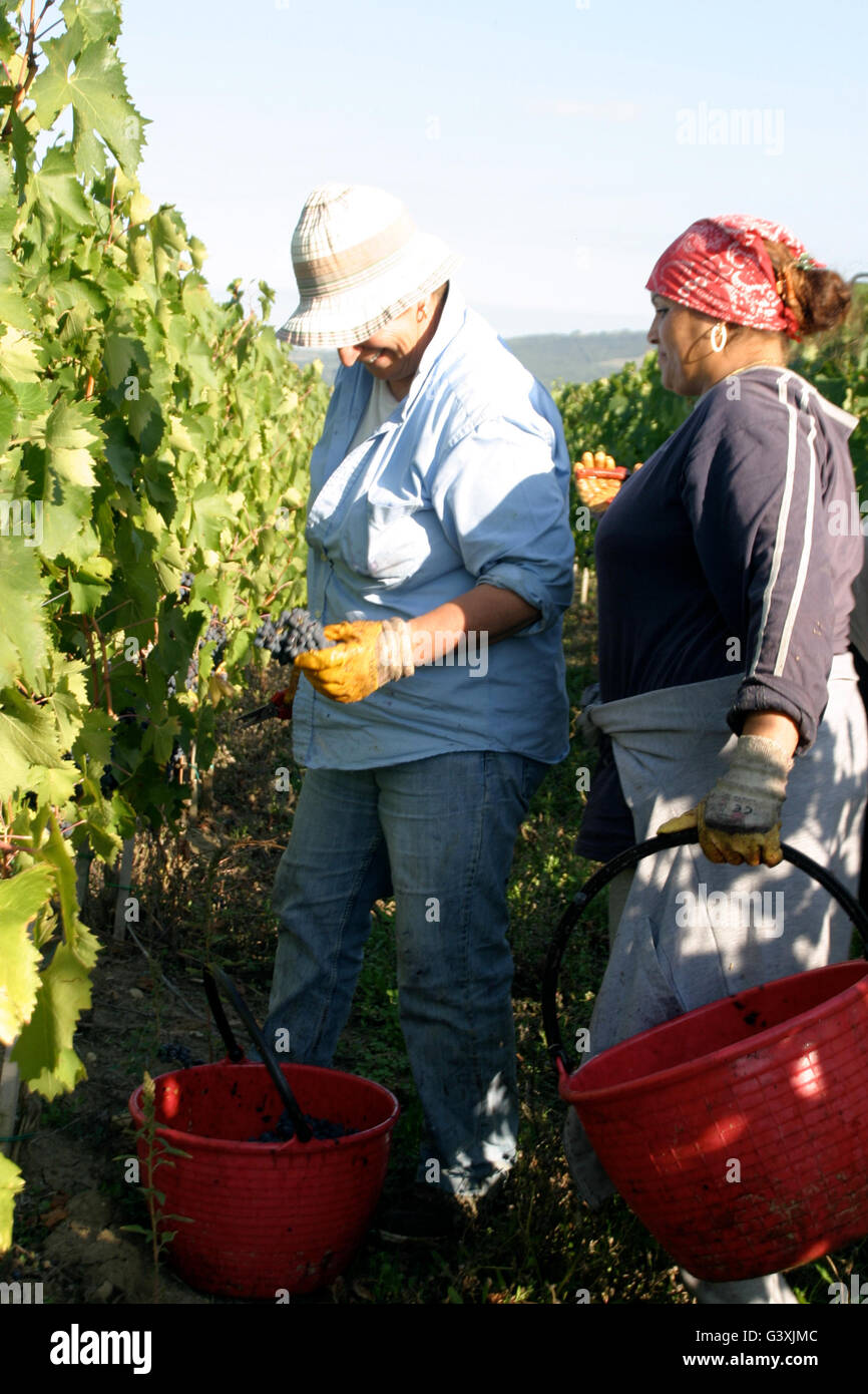grape pickers in a vineyard in Tuscany, Italy Stock Photo
