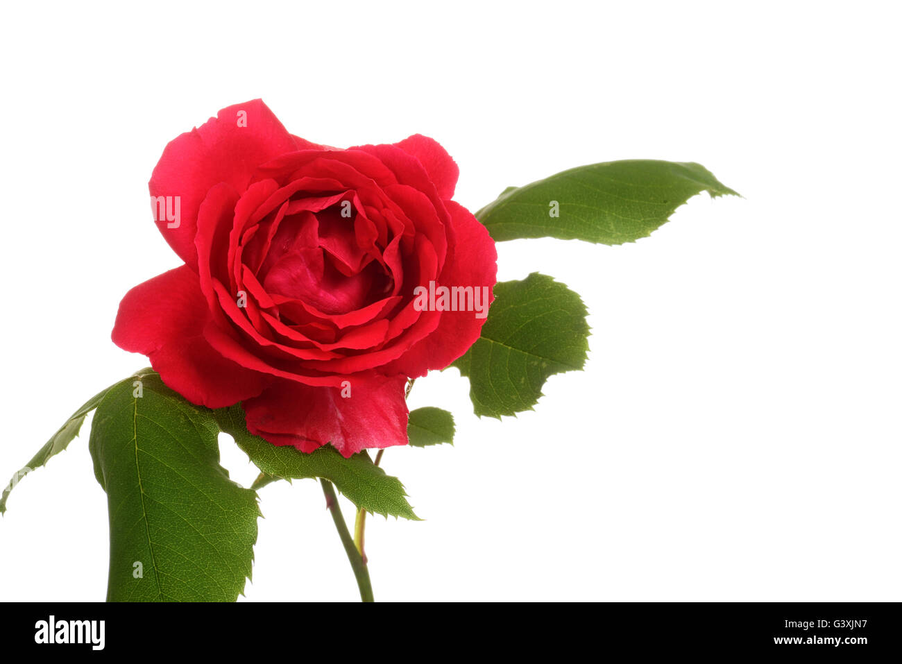 English red rose garden Cut Out Stock Images & Pictures - Alamy