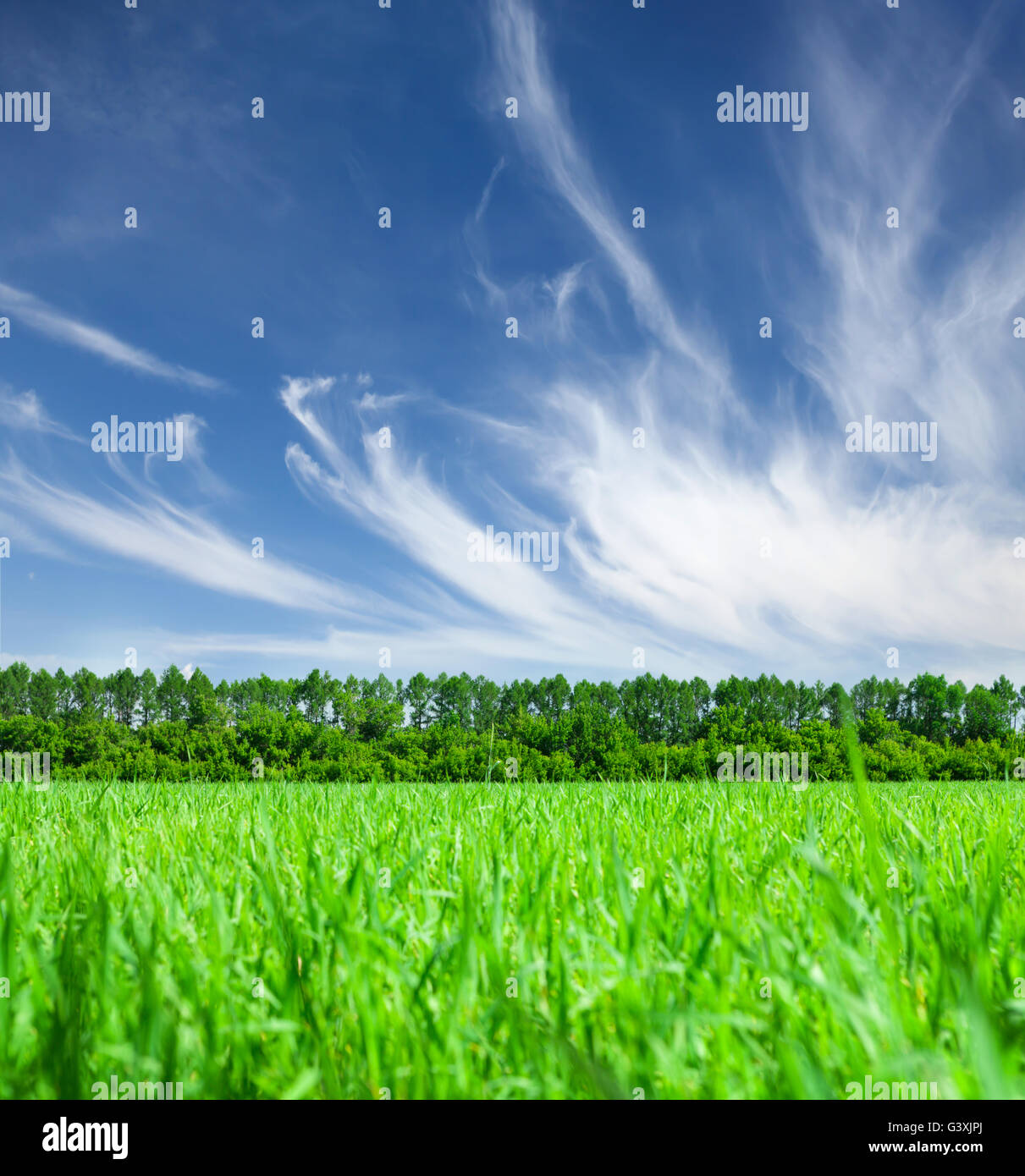 Green grass field and blue sky with clouds background Stock Photo - Alamy