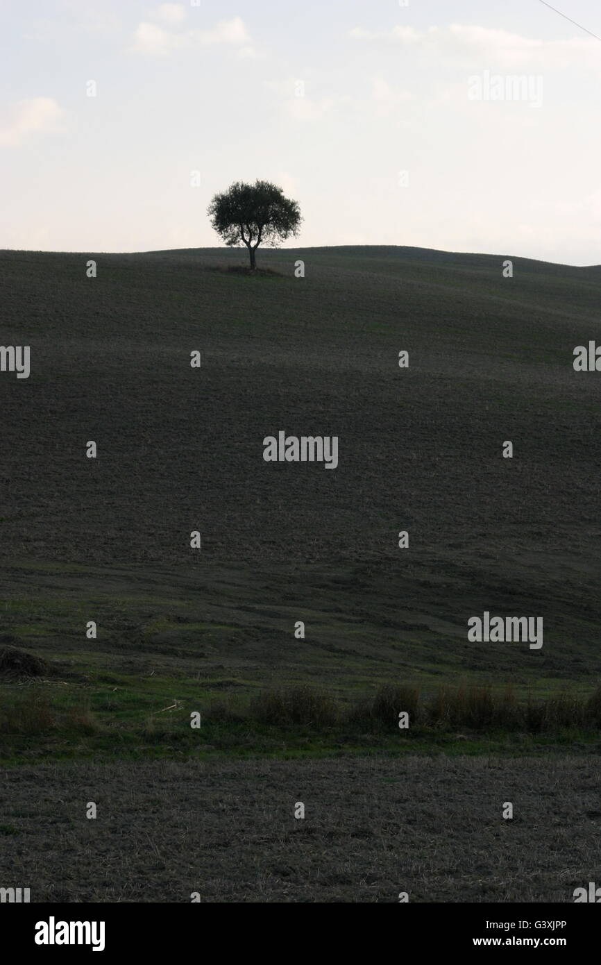 a beautiful tree in the middle of the Tuscan countryside Stock Photo