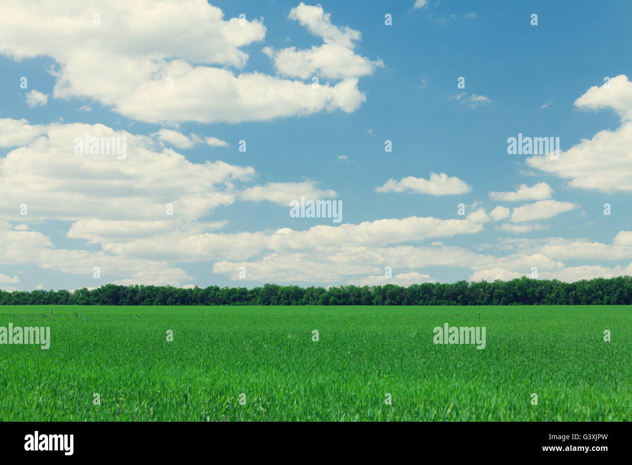 Green grass field and blue sky with clouds background. Toned Stock ...