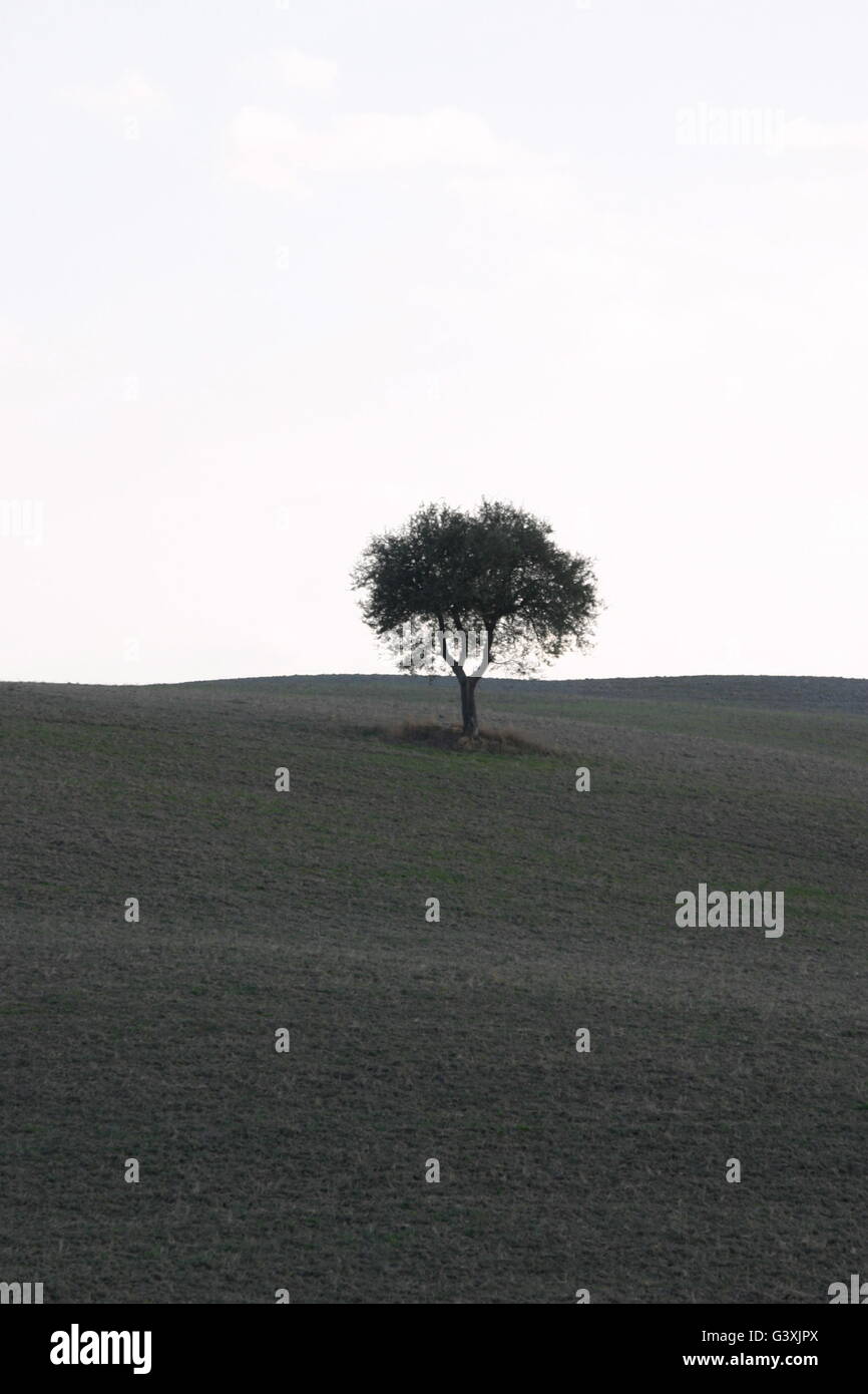 a beautiful tree in the middle of the Tuscan countryside Stock Photo